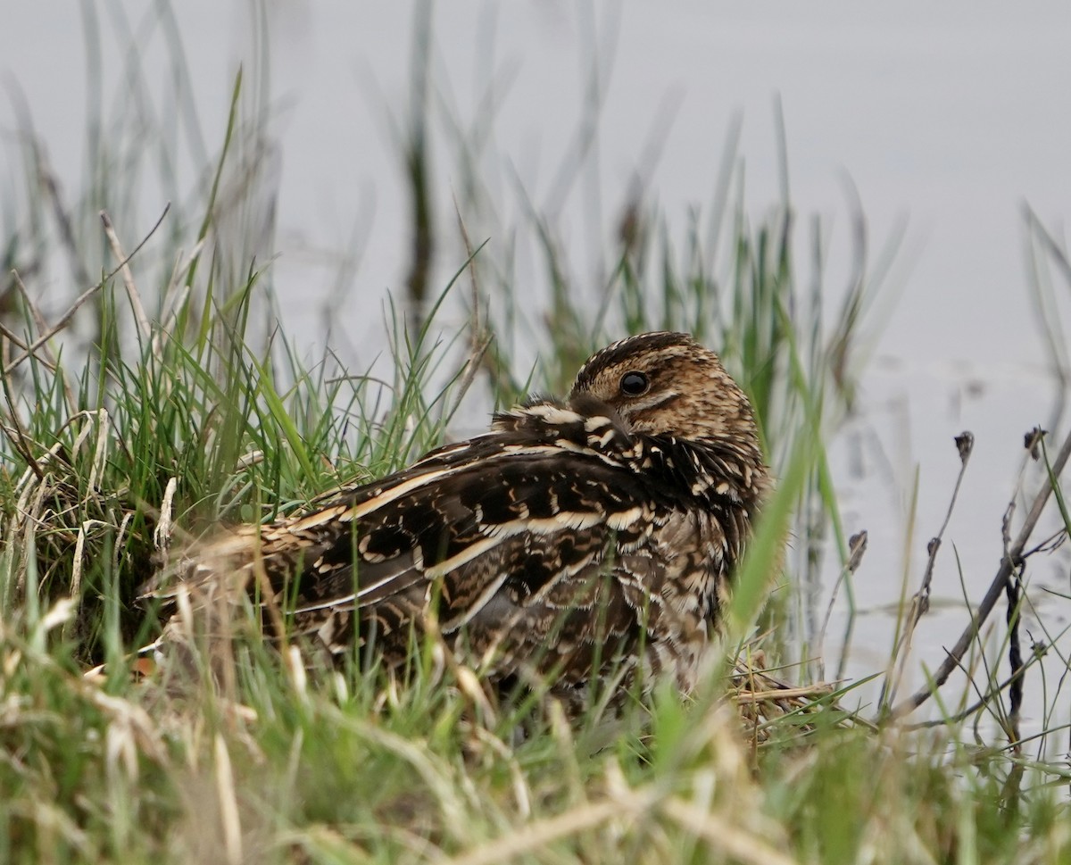 Wilson's Snipe - Annette Teng