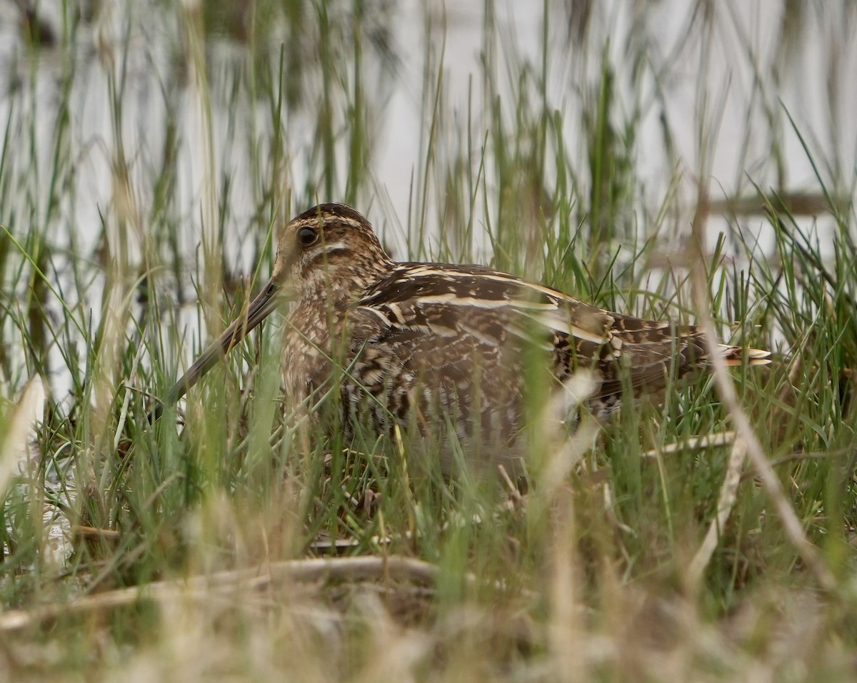 Wilson's Snipe - ML562052011