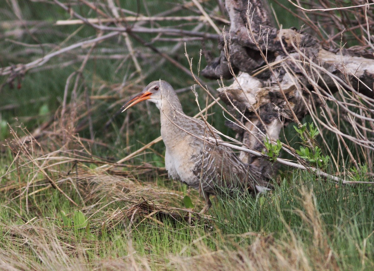 Clapper Rail - ML56205221