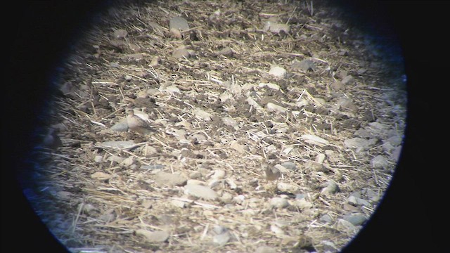 Buff-breasted Sandpiper - ML562052321