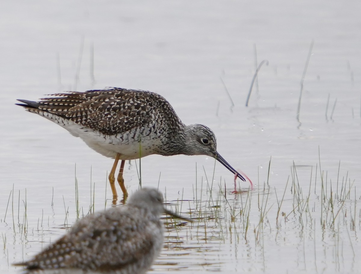 Greater Yellowlegs - ML562052331