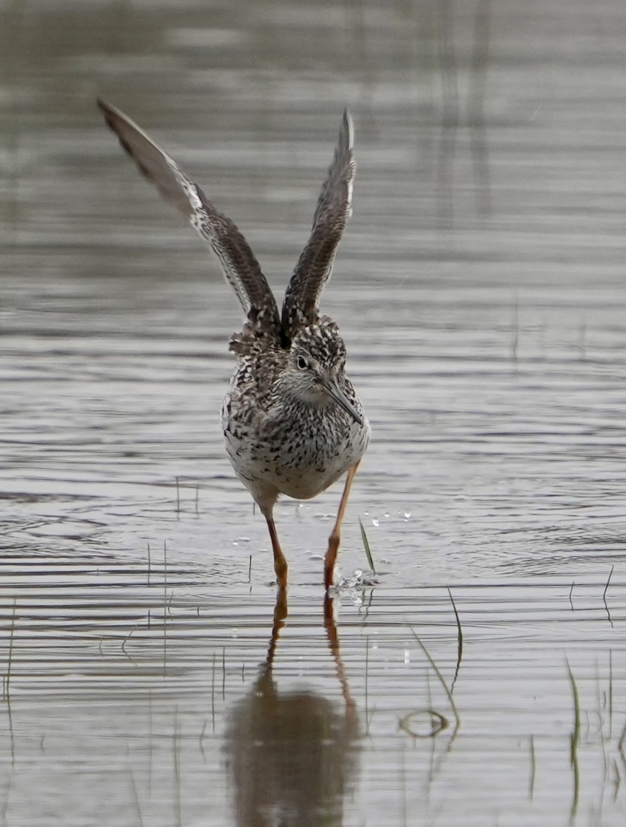 Greater Yellowlegs - ML562052371