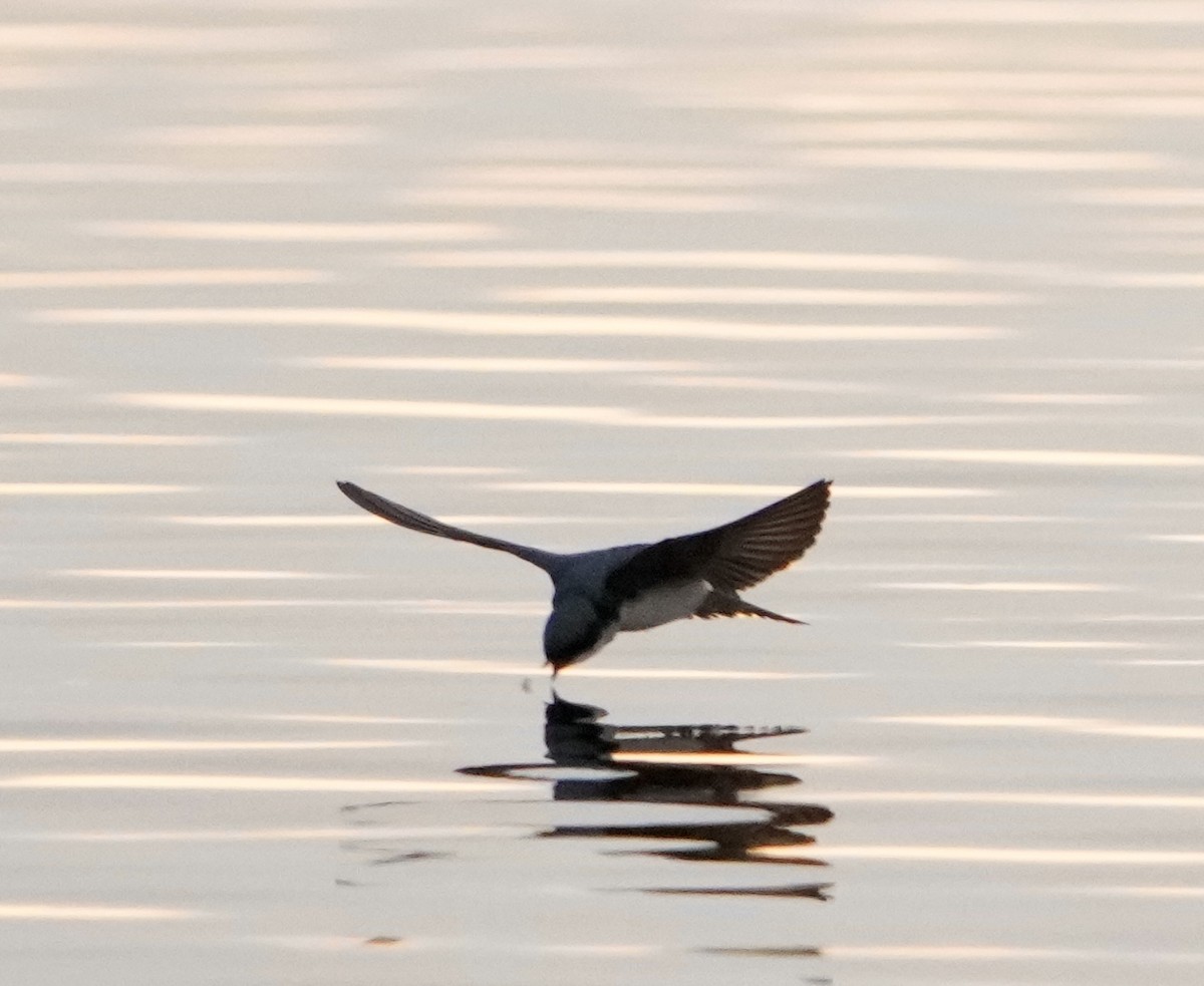 Tree Swallow - ML562052681