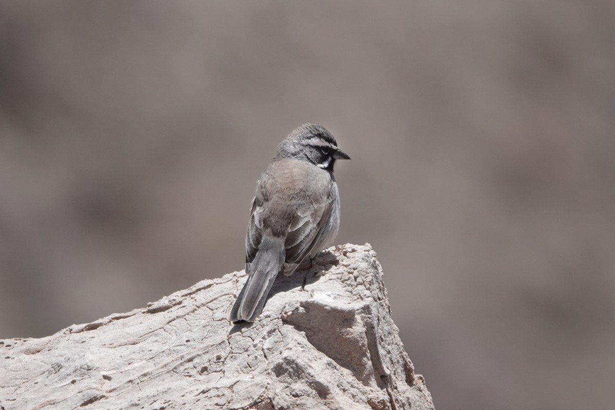 Black-throated Sparrow - ML562052841