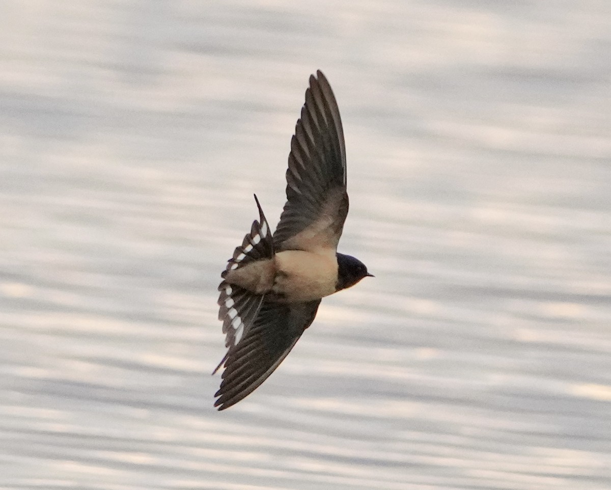 Barn Swallow - ML562052861