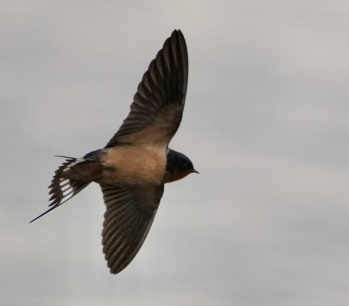 Barn Swallow - ML562052871