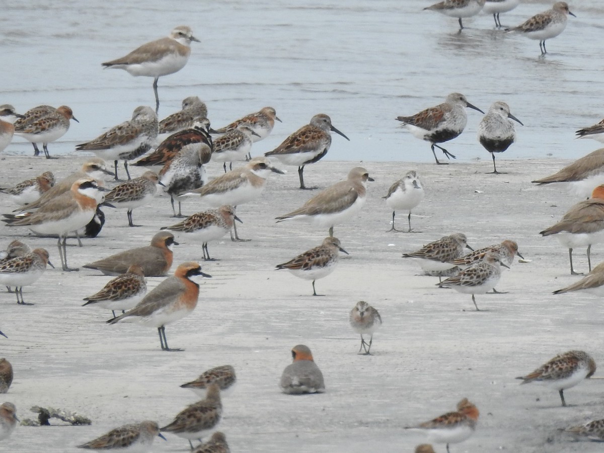 Spoon-billed Sandpiper - ML562052881