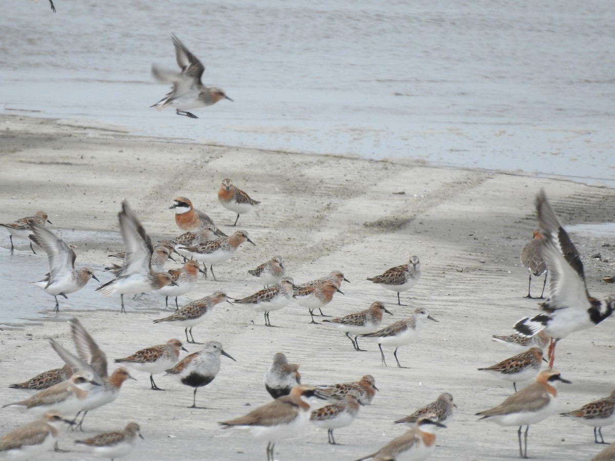 Spoon-billed Sandpiper - ML562052891