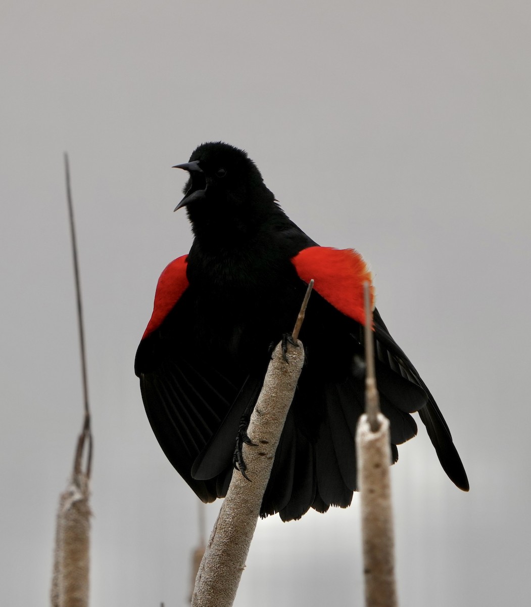 Red-winged Blackbird - ML562052951