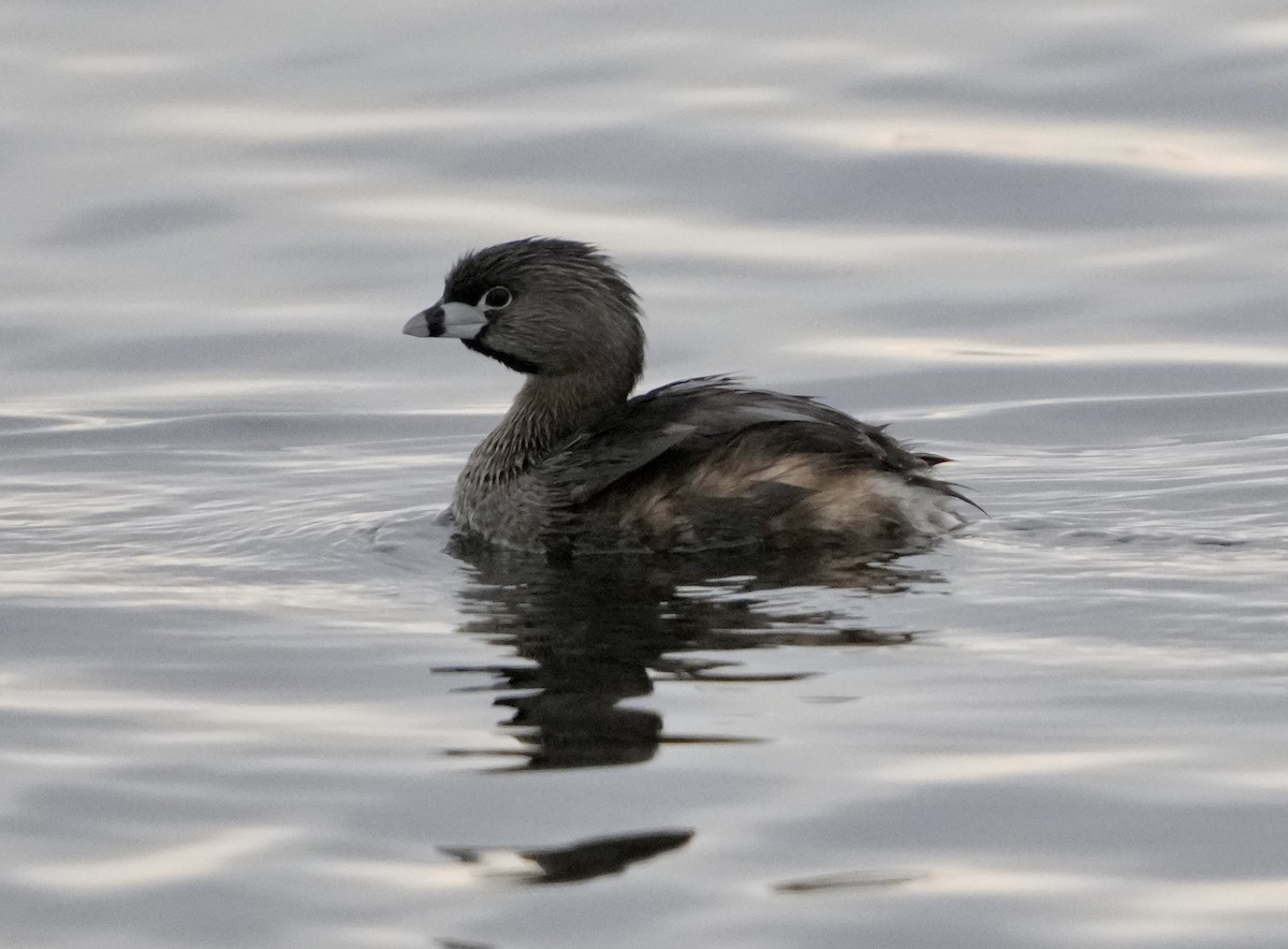 Pied-billed Grebe - ML562053171