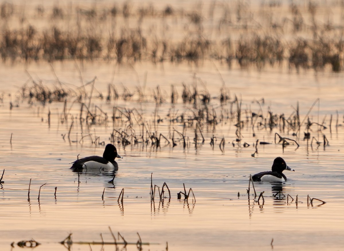 Ring-necked Duck - ML562053301