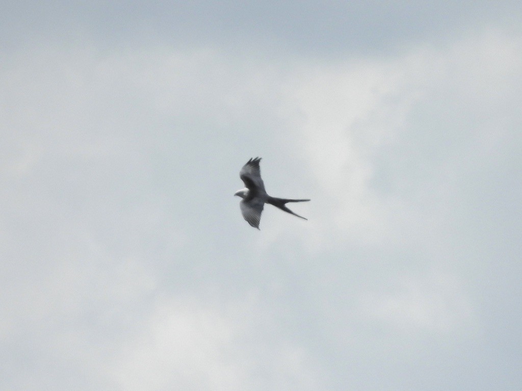 Swallow-tailed Kite - ML562053341