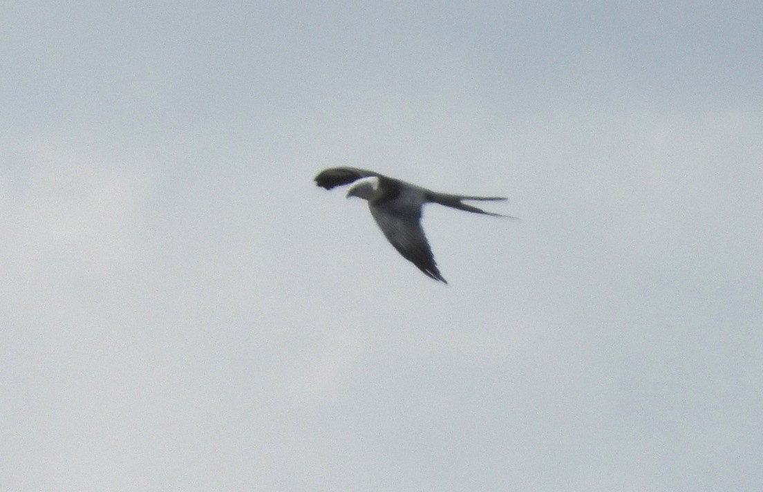 Swallow-tailed Kite - ML562053361