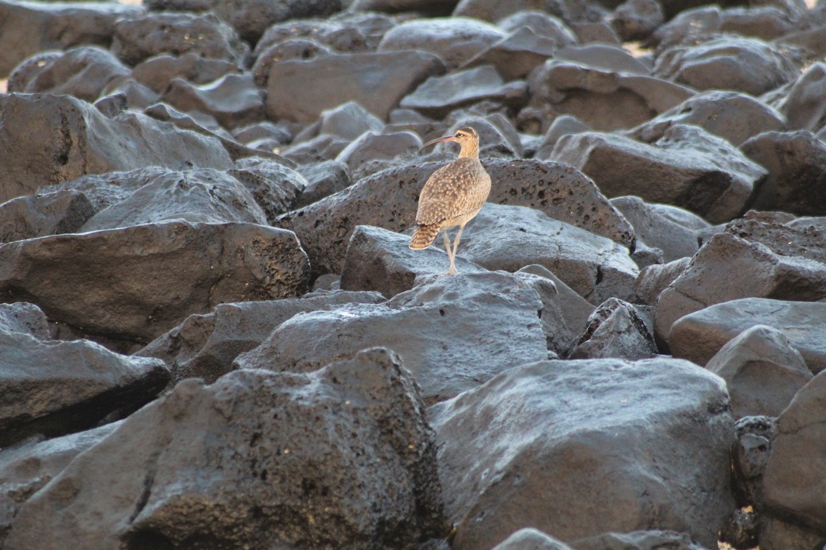 Regenbrachvogel - ML562053861