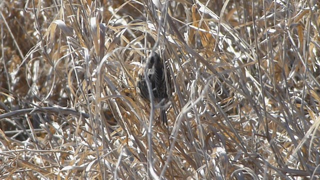 LeConte's Sparrow - ML562054081