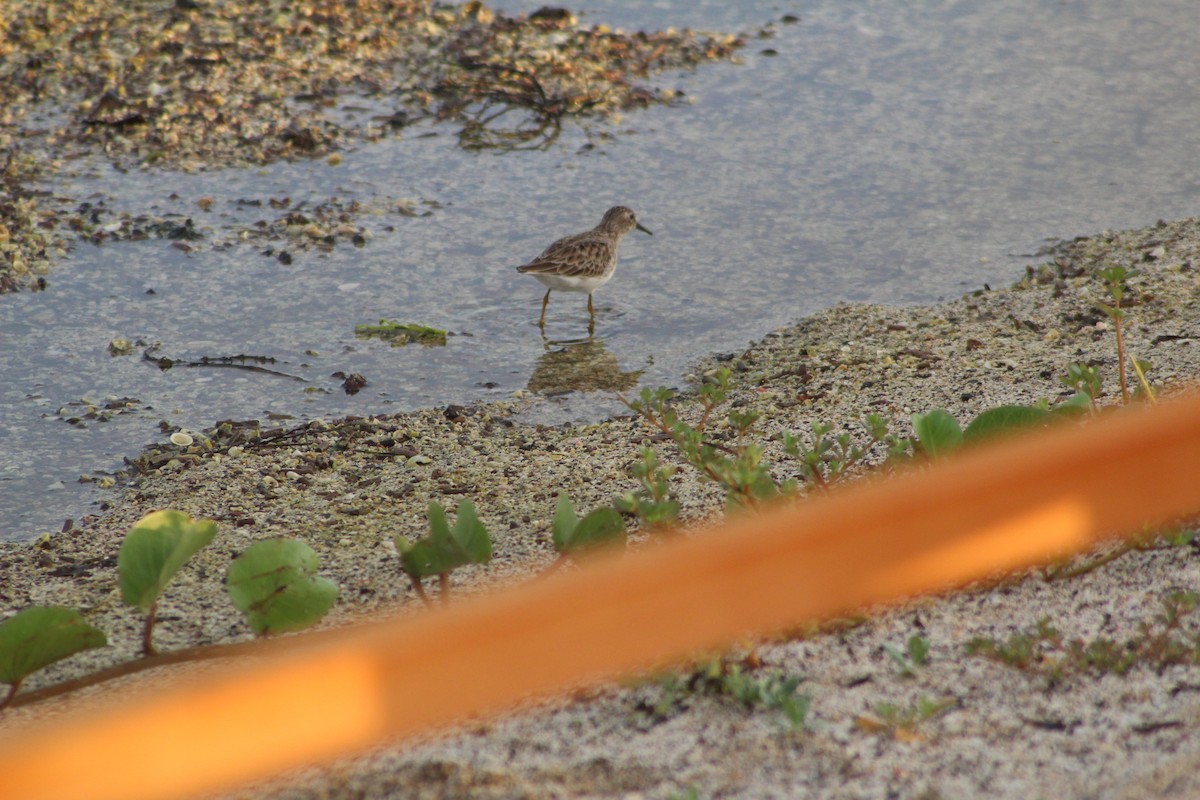 Least Sandpiper - ML562054211