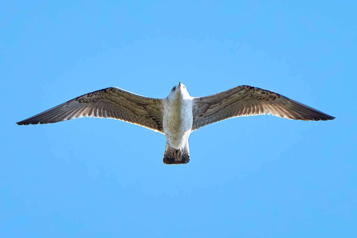 Armenian Gull - ML562054761