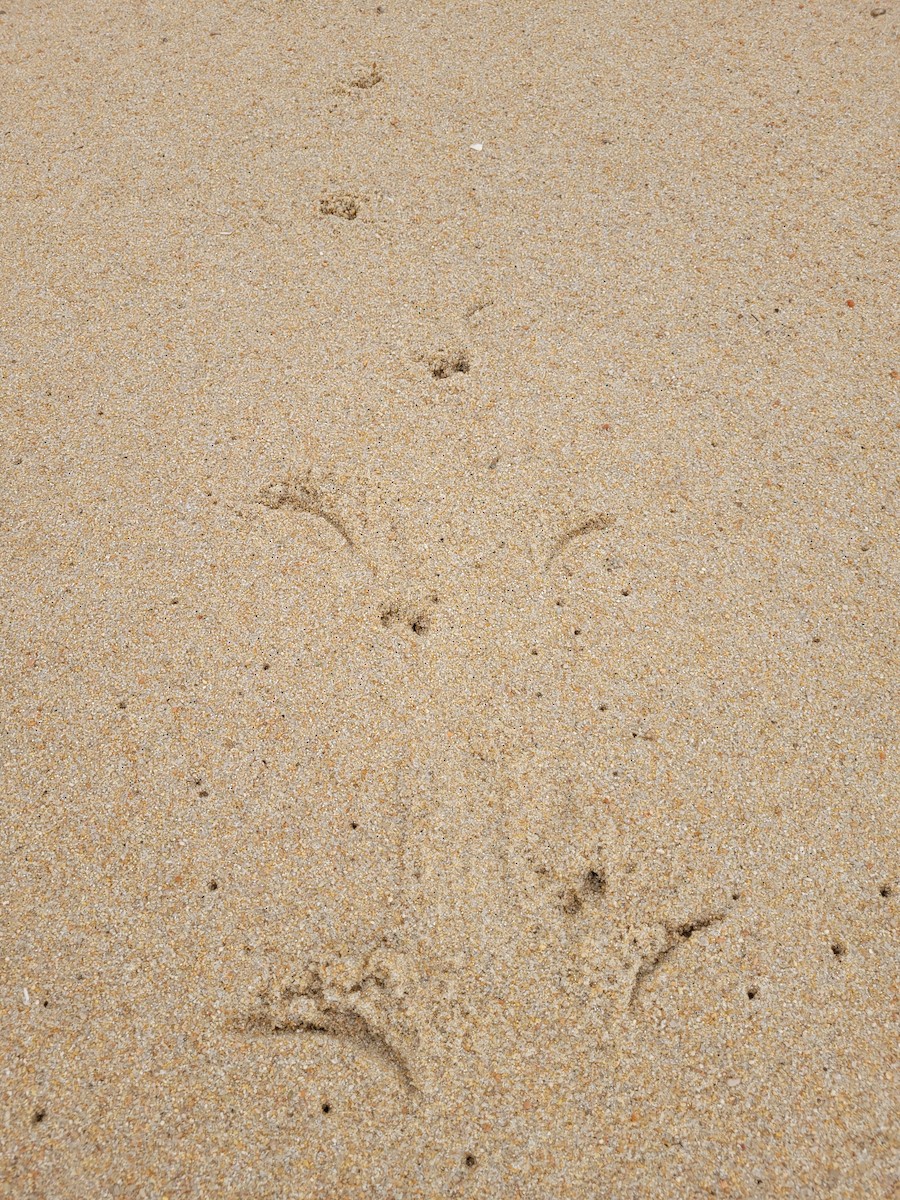 Little Penguin - ML562055531