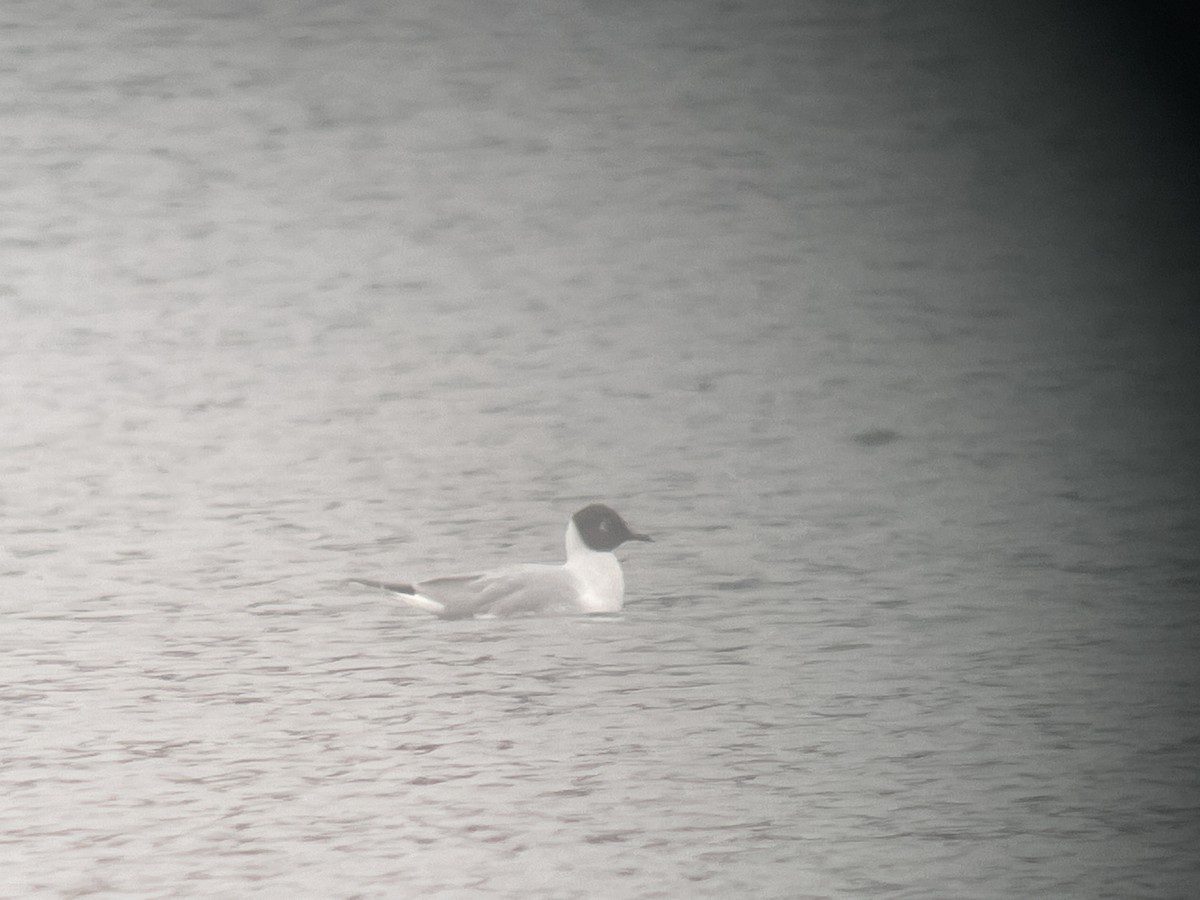 Bonaparte's Gull - ML562056191