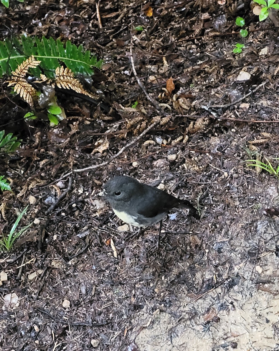 South Island Robin - ML562056381