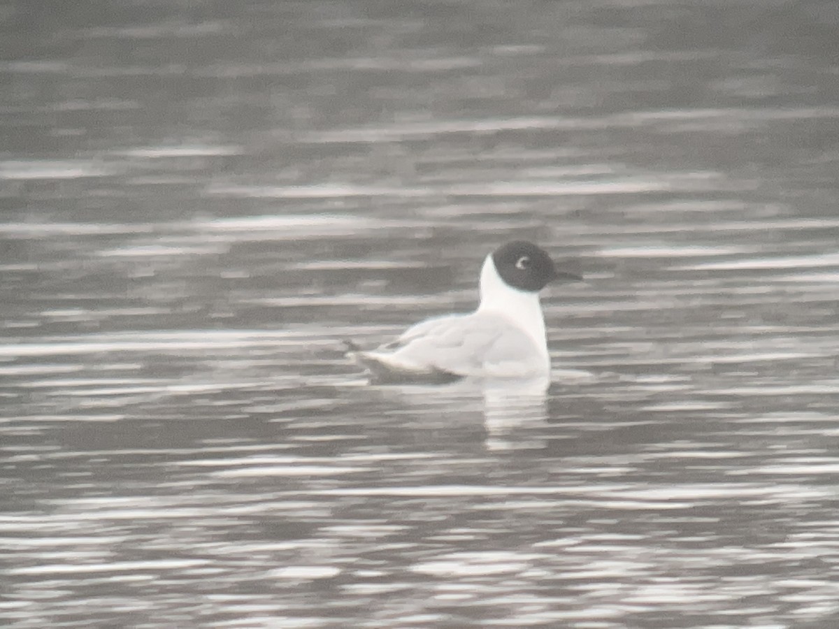 Bonaparte's Gull - ML562056681