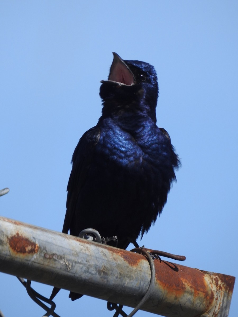 Purple Martin - Frank Fabbro