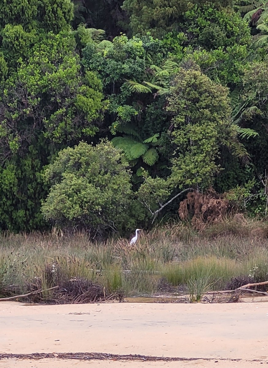 Цасч дэглий - ML562056851