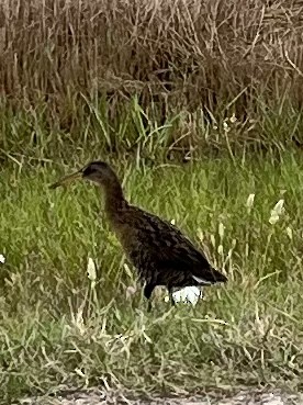 Clapper Rail - ML562057601