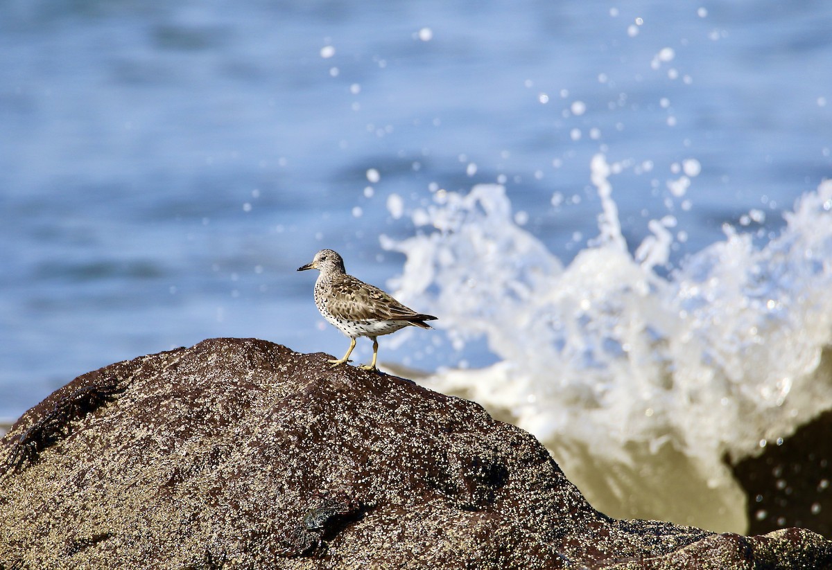 Surfbird - Jody Applegate