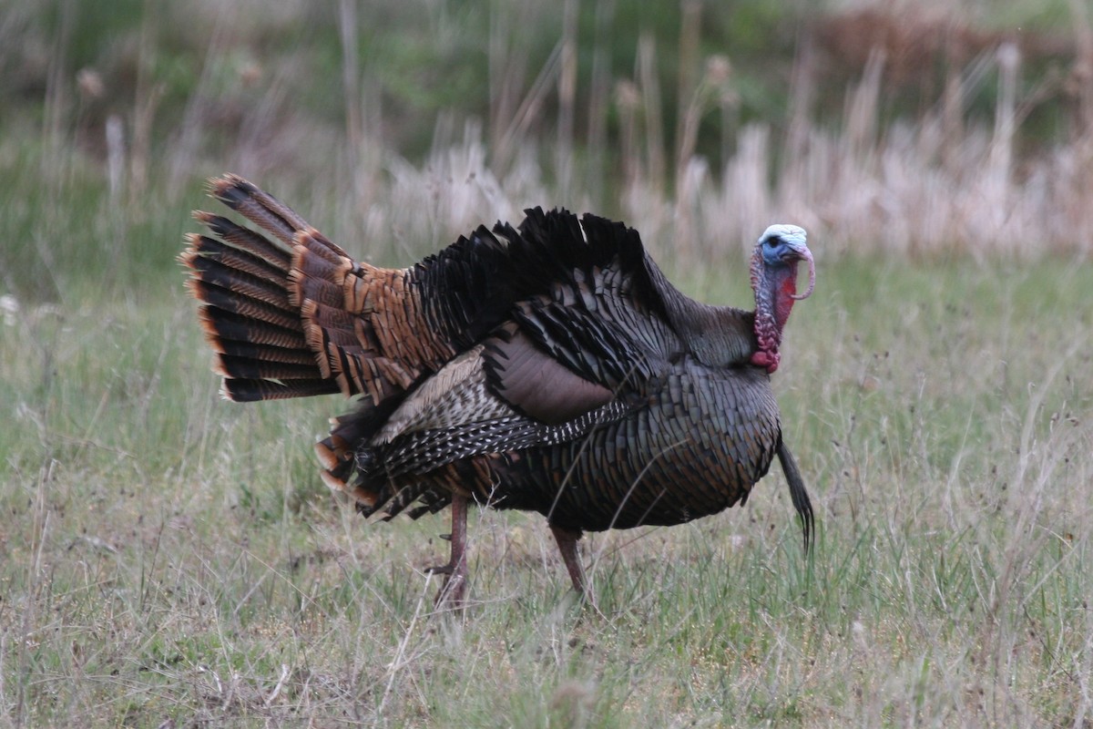 Wild Turkey - ML56205991