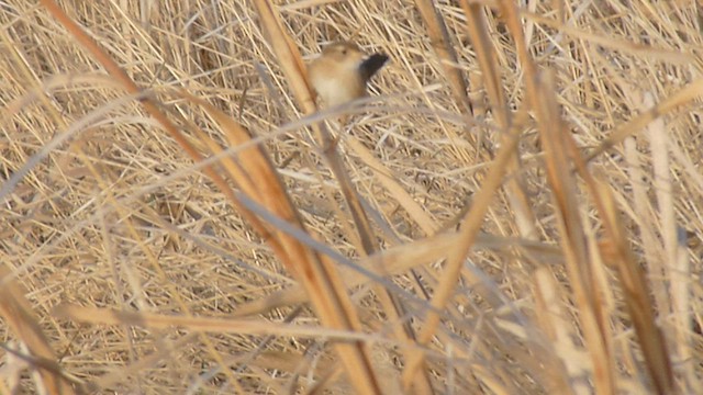 Sedge Wren - ML562061091