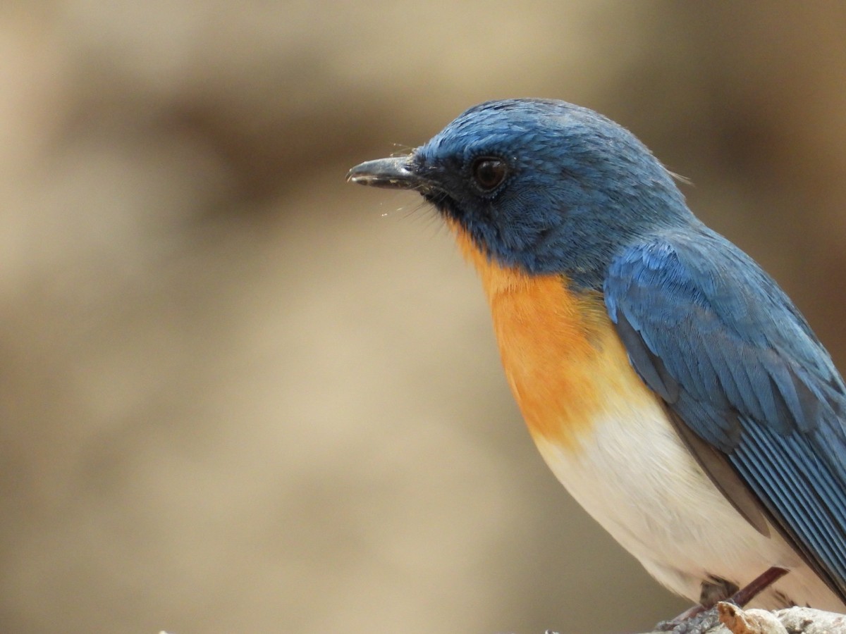 Tickell's Blue Flycatcher - Lakshmikant Neve