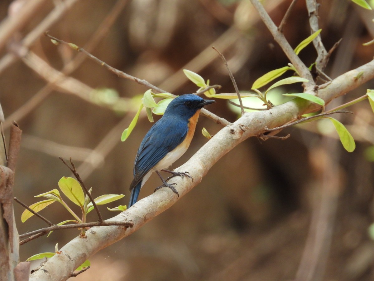 Tickell's Blue Flycatcher - Lakshmikant Neve