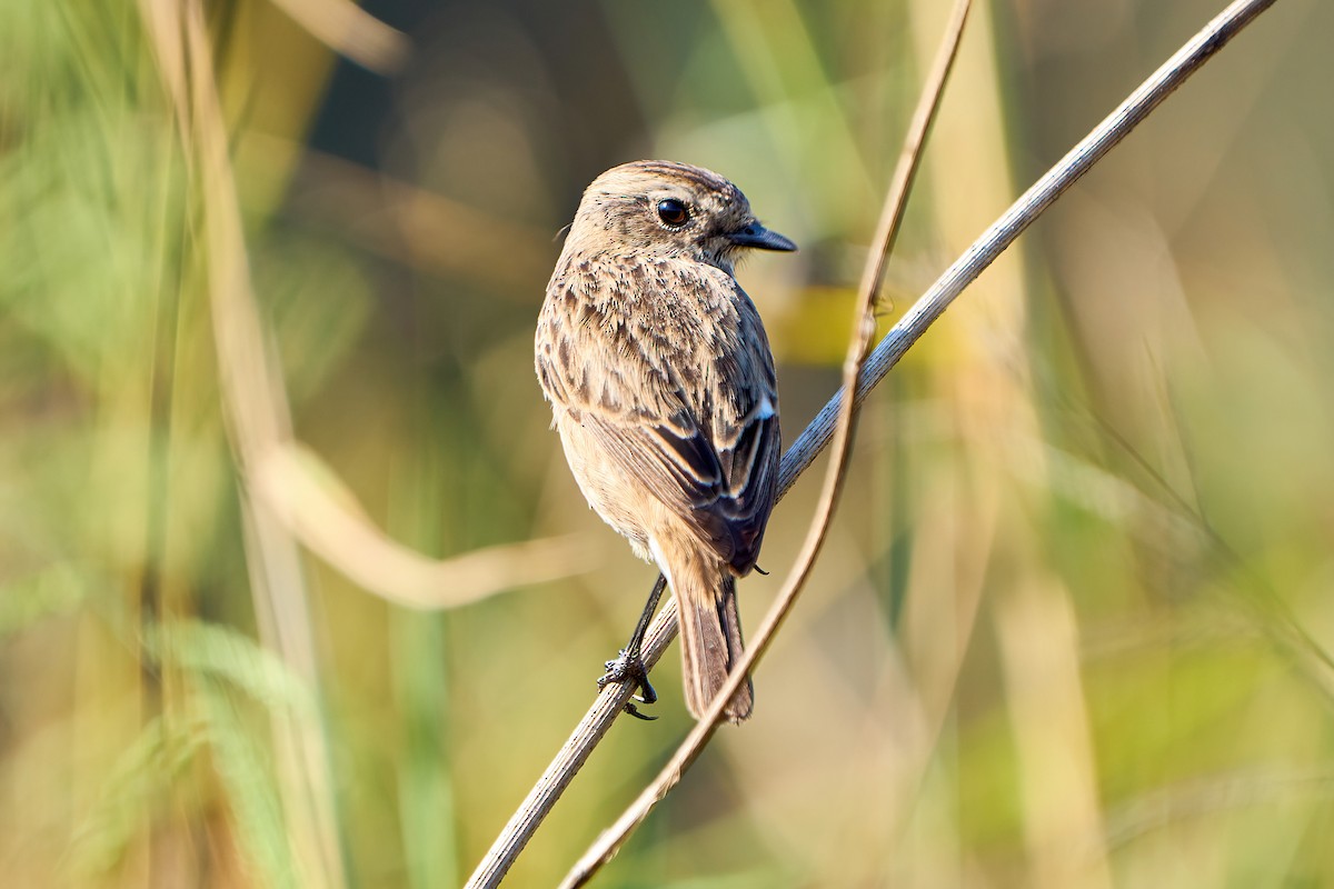 European Stonechat - ML562061941