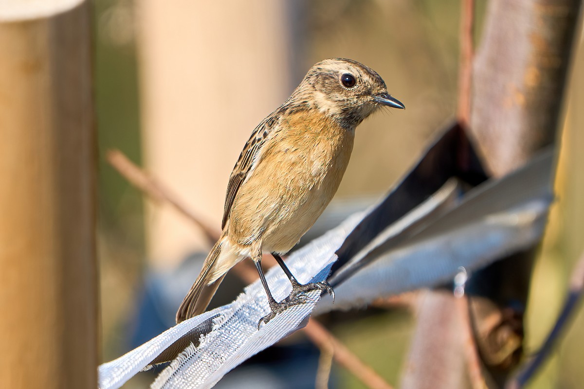 European Stonechat - ML562061951