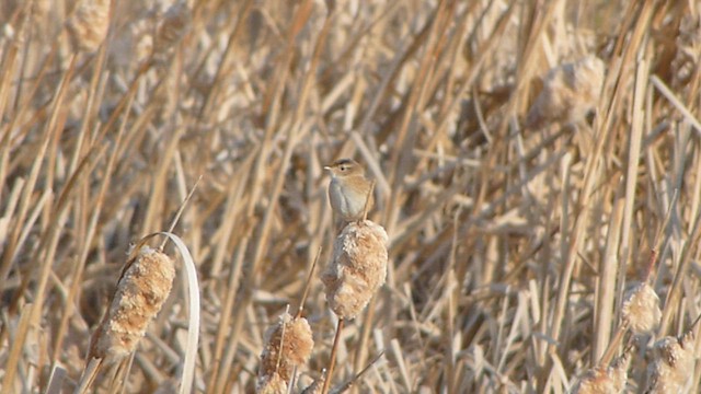 Sedge Wren - ML562062461