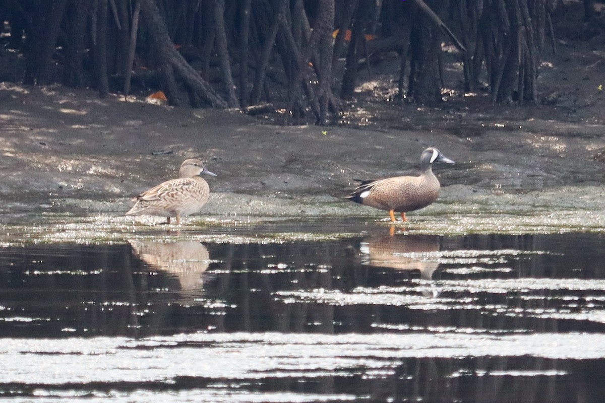 Blue-winged Teal - ML562062911