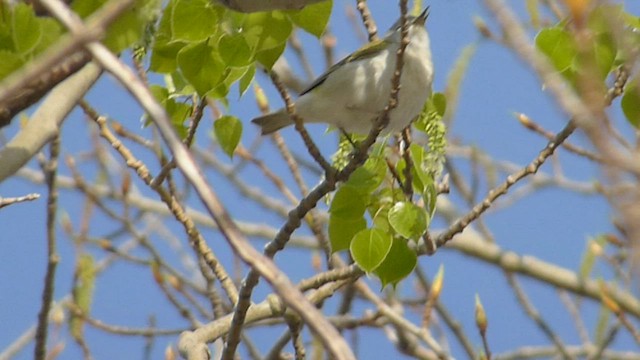 Tennessee Warbler - ML562063771