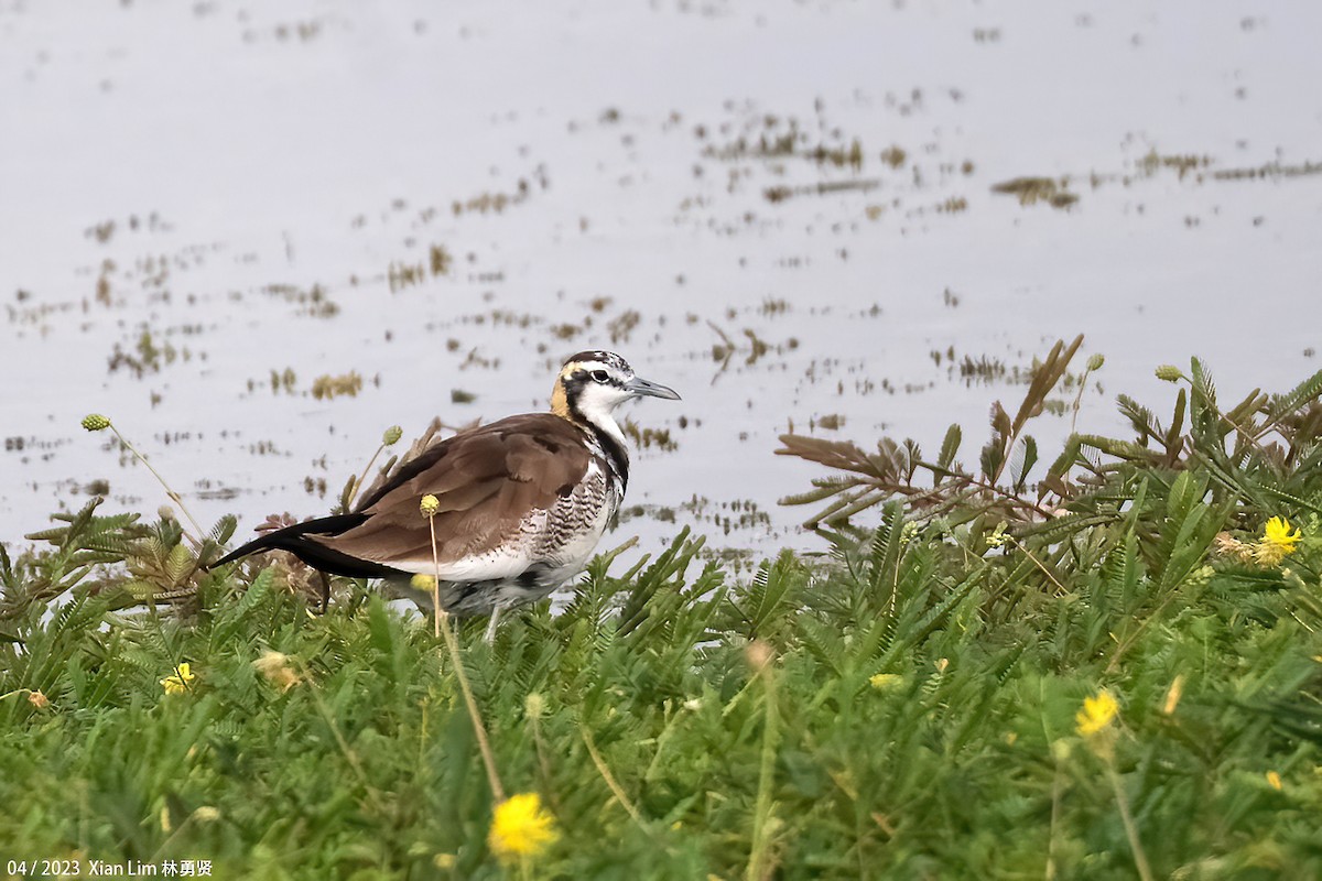 Pheasant-tailed Jacana - ML562064721