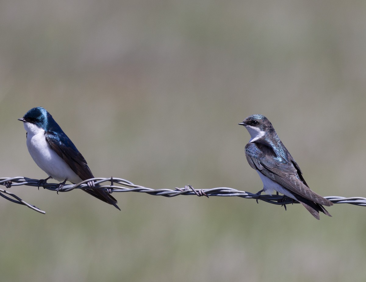 Tree Swallow - ML562065591