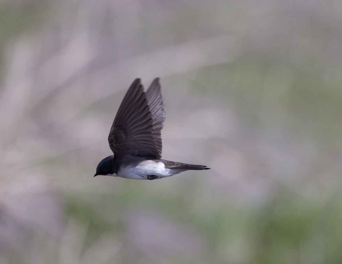 Tree Swallow - ML562065601