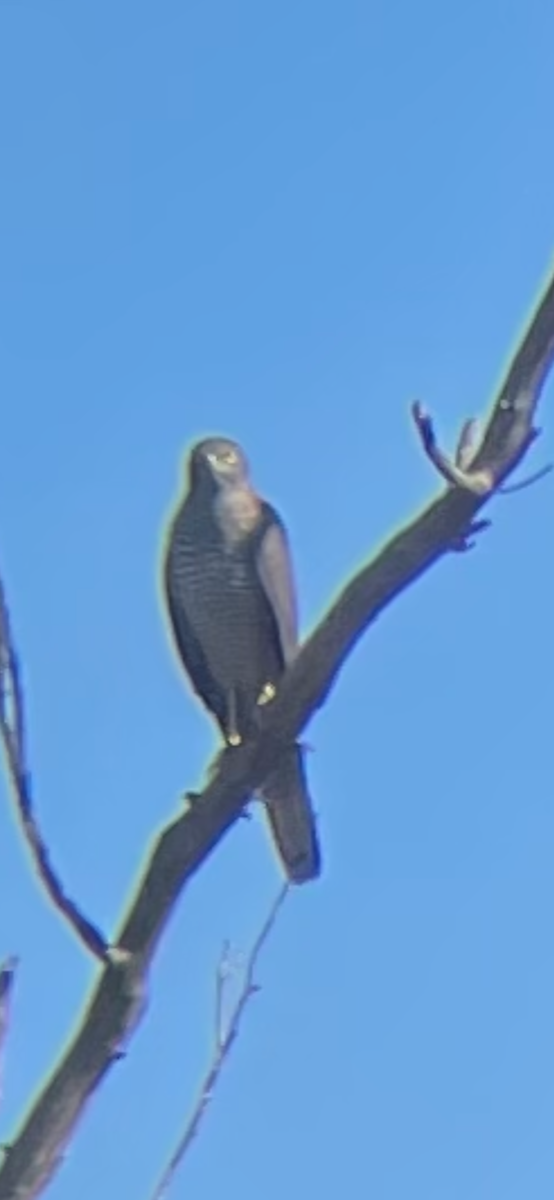 Collared Sparrowhawk/Brown Goshawk - ML562065801