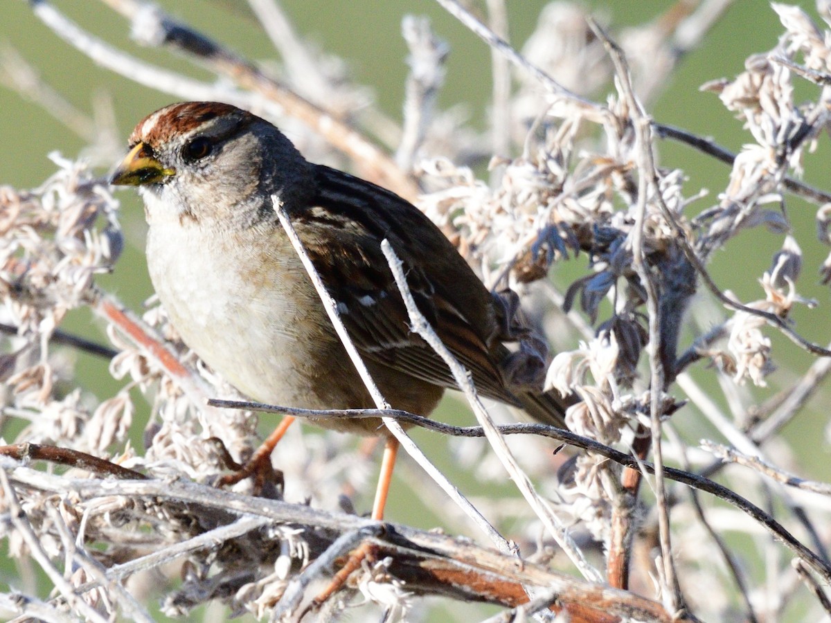 White-crowned Sparrow (Yellow-billed) - ML562065861