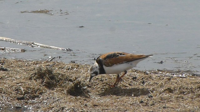 Ruddy Turnstone - ML562066031