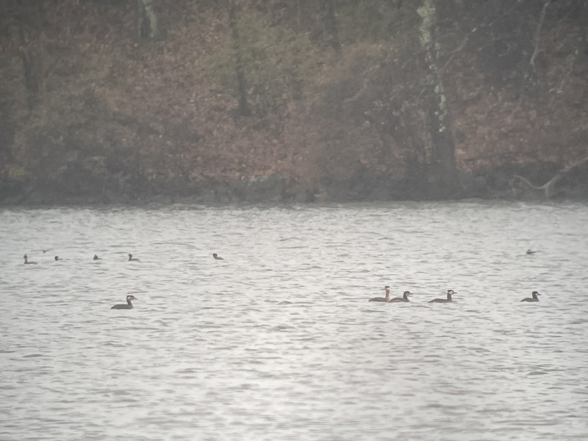 Red-necked Grebe - ML562066671