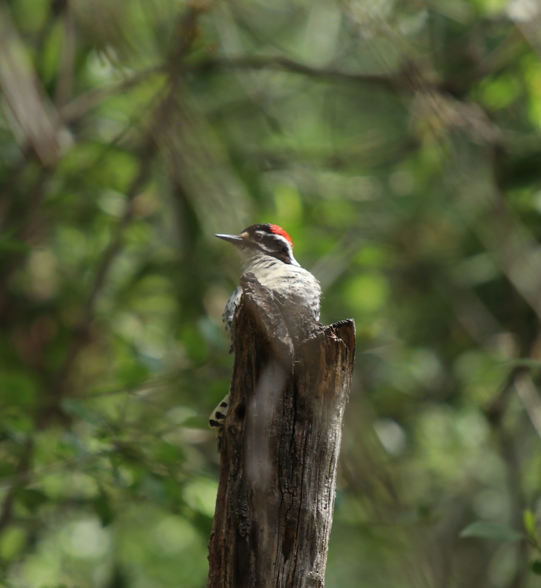 Nuttall's Woodpecker - ML562066941