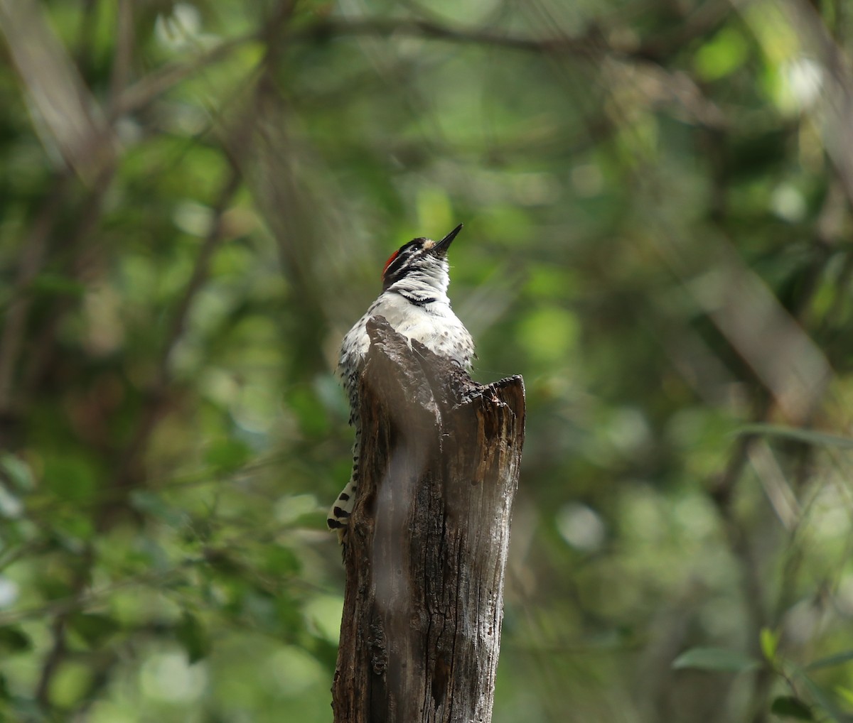 Pic de Nuttall - ML562066951