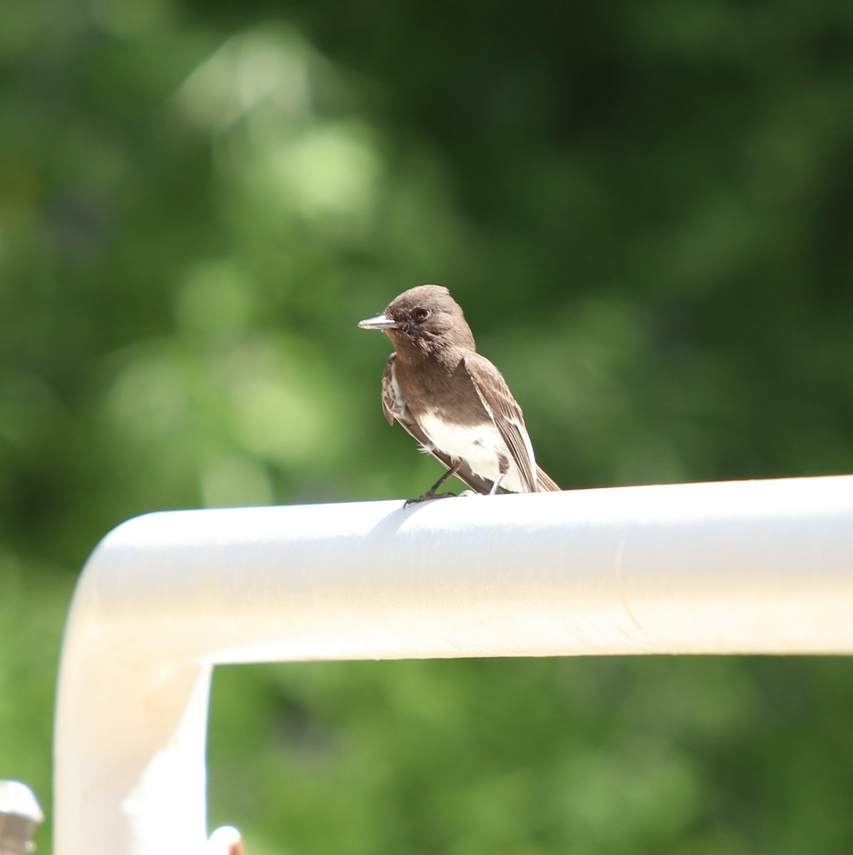 Moucherolle noir - ML562067141