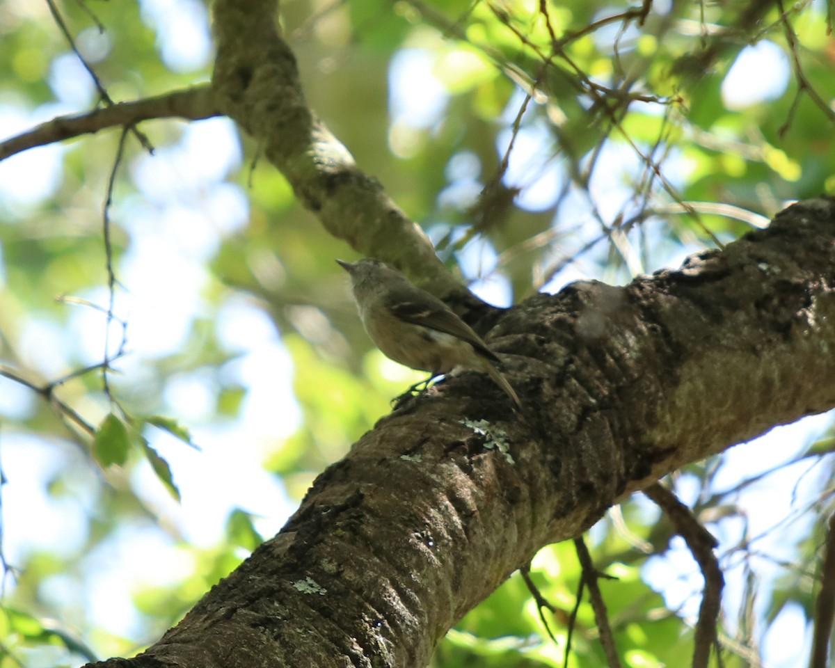 Viréo de Hutton - ML562067201