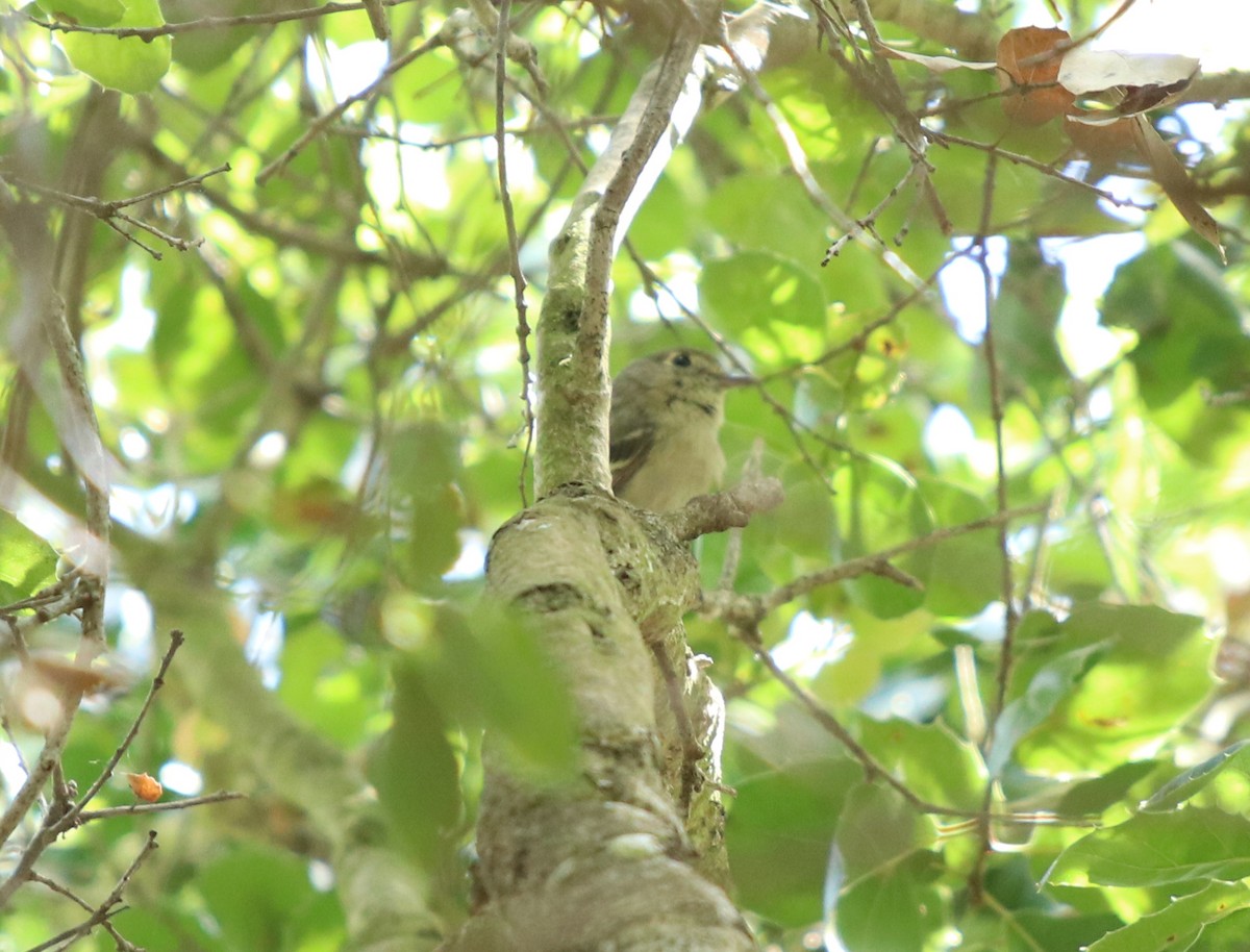 Viréo de Hutton - ML562067211